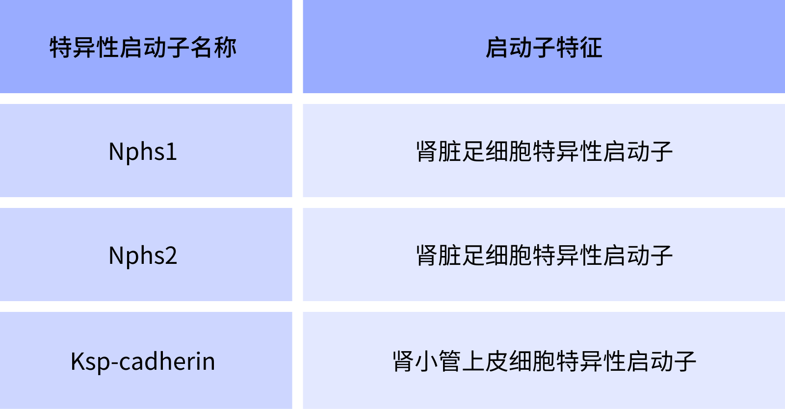 1066vip威尼斯肾脏特异性启动子