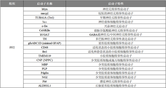 1066vip威尼斯的神经系统特异性启动子